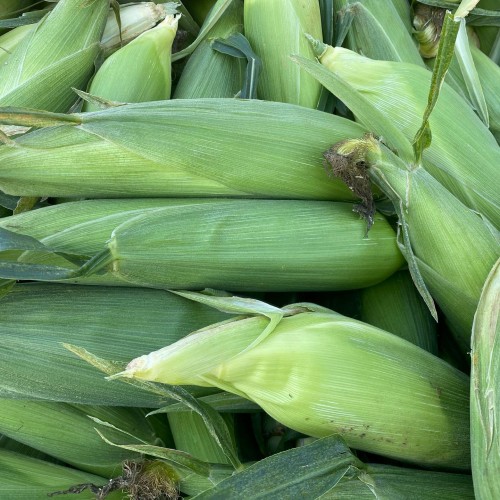 Corn - Bi color - Organic - Pfennings ON - Case of 60