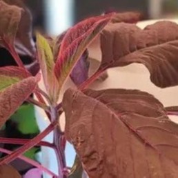 Salad Mix - Amaranth - Locally Grown - Large
