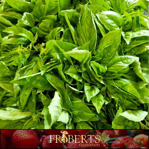 Basil