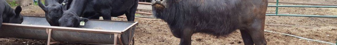 Majestic Water Buffalo